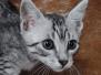 Egyptian Mau Silver Male #2 DOB 11-25-22