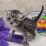 Mau silver male DOB 11-25-22