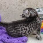 Mau silver male DOB 11-25-22