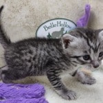 Mau silver male DOB 11-25-22