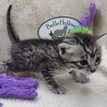 Mau silver male DOB 11-25-22