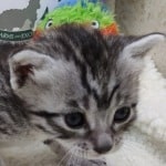 Mau silver male DOB 11-25-22