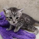 Mau silver male DOB 11-25-22