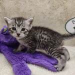 Mau silver male DOB 11-25-22