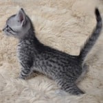 Mau silver male DOB 11-25-22