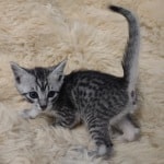 Mau silver male DOB 11-25-22