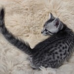 Mau silver male DOB 11-25-22