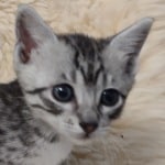 Mau silver male DOB 11-25-22