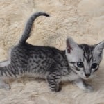 Mau silver male DOB 11-25-22