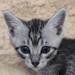 Mau silver male DOB 11-25-22