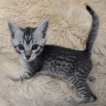 Mau silver male DOB 11-25-22