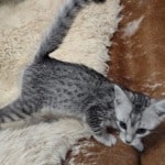 Mau silver male DOB 11-25-22