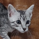 Mau silver male DOB 11-25-22