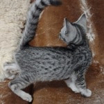 Mau silver male DOB 11-25-22