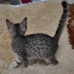 Mau silver male DOB 11-25-22