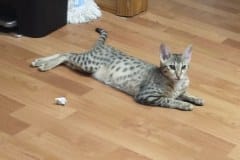 Tut Egyptian Mau silver male #2 DOB 12-23-21