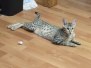 Tut Egyptian Mau silver male #2 DOB 12-23-21