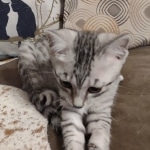 Tut Mau silver Male DOB 12-23-21