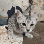 Tut Mau silver Male DOB 12-23-21