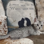 Tut Mau silver Male DOB 12-23-21