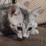 Tut Mau silver Male DOB 12-23-21