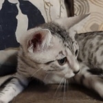 Tut Mau silver Male DOB 12-23-21