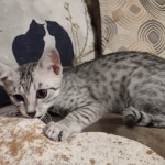 Tut Mau silver Male DOB 12-23-21