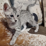 Tut Mau silver Male DOB 12-23-21