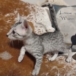 Tut Mau silver Male DOB 12-23-21