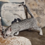 Tut Mau silver Male DOB 12-23-21