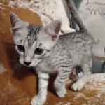 Tut Mau silver Male DOB 12-23-21