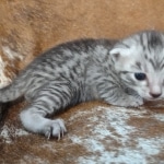 Mau silver Male DOB 12-23-21