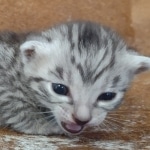 Mau silver Male DOB 12-23-21