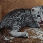 Mau silver Male DOB 12-23-21