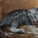 Mau silver Male DOB 12-23-21