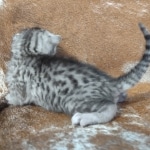 Mau silver Male DOB 12-23-21