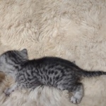 Tut Mau silver Male DOB 12-23-21-12-23-21