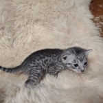 Tut Mau silver Male DOB 12-23-21-12-23-21