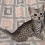 Tut Mau silver Male DOB 12-23-21