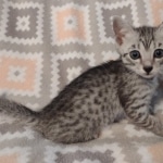 Tut Mau silver Male DOB 12-23-21