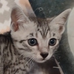 Tut Mau silver Male DOB 12-23-21