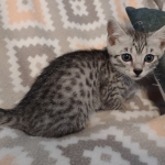 Tut Mau silver Male DOB 12-23-21