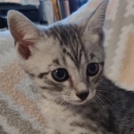 Tut Mau silver Male DOB 12-23-21