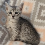 Tut Mau silver Male DOB 12-23-21