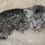 Tut Mau silver Male DOB 12-23-21-12-23-21