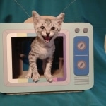 Tut Mau silver Male DOB 12-23-2