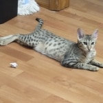 Tut, Silver Egyptian Mau DOB 12-23-21