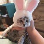 Tut Mau silver Male DOB 12-23-2