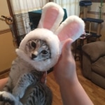 Tut Mau silver Male DOB 12-23-2