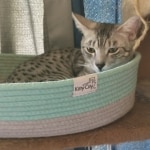 Tut Mau silver Male DOB 12-23-2